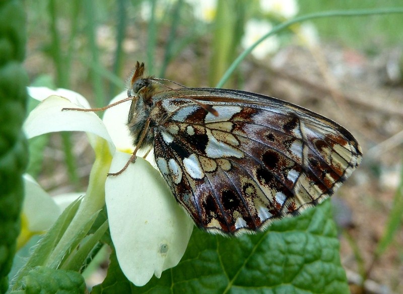 Finalmente la Zerynthia polyxena! (e Boloria dia)